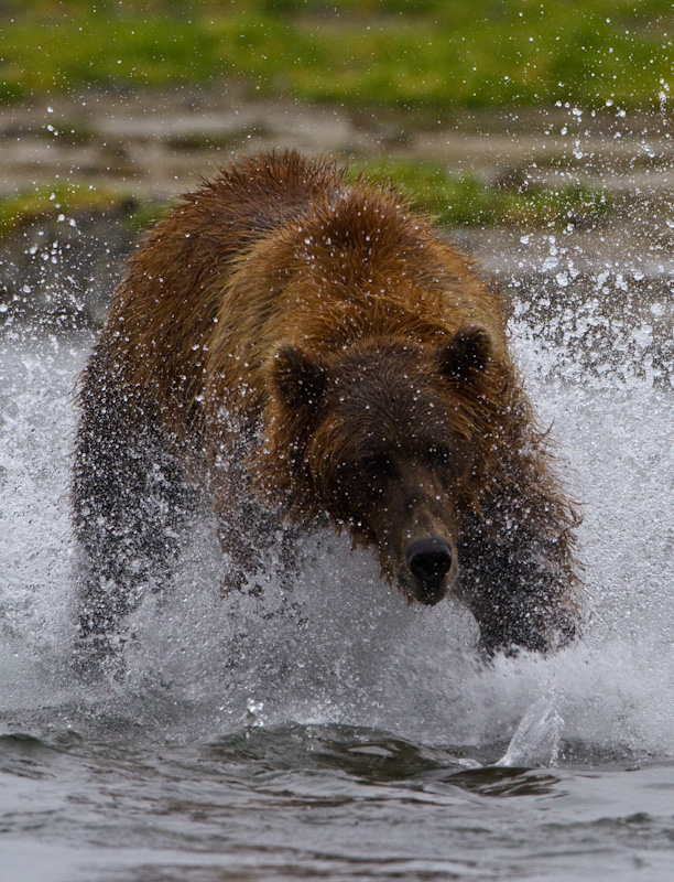 Grizzly Bear Chasing Salmon